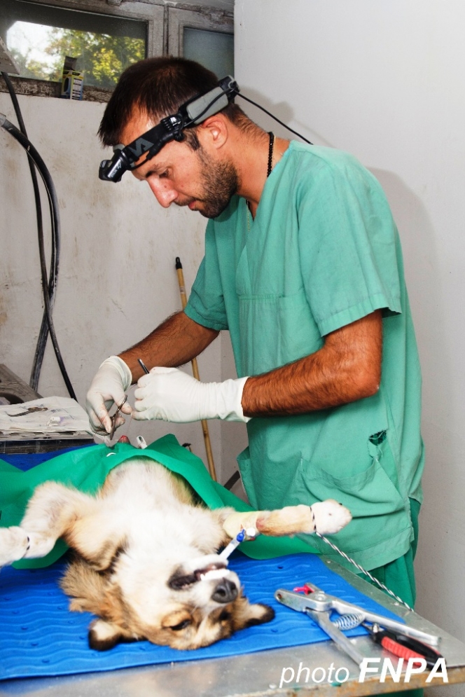 260 animale sterilizate in campania organizata la Topoloveni, Arges