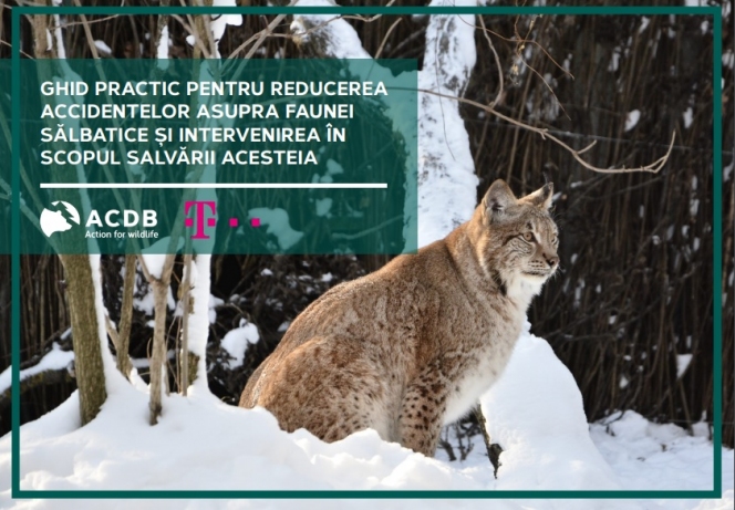 ACDB lansează un ghid practic pentru reducerea accidentelor asupra faunei sălbatice