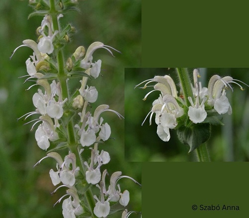 Salvia revelata, o nouă specie de plantă descoperită în România