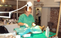 260 animale sterilizate in campania organizata la Topoloveni, Arges