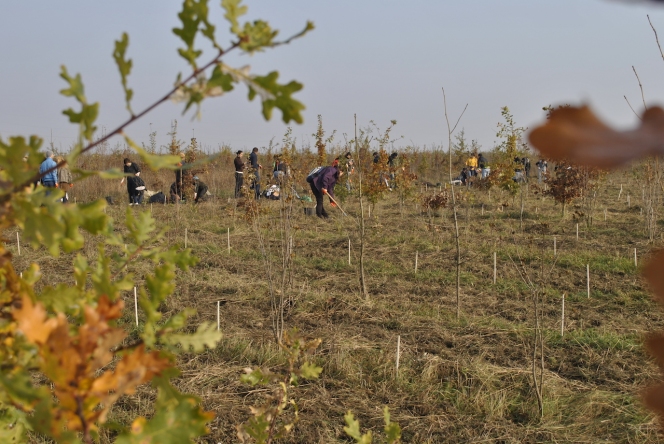 Voluntarii MaiMultVerde au plantat 2.000 de puieti in Ploiesti