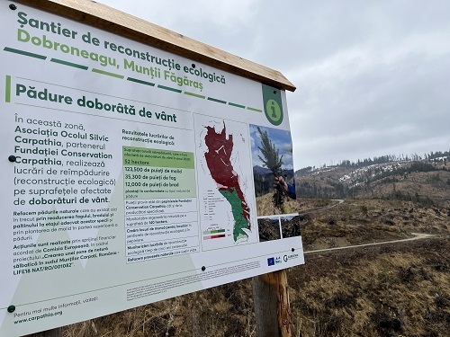 Peste 130.000 de puieți vor fi plantați în această primăvară în zona Dobroneagu, prin eforturile Fundației Conservation Carpathia